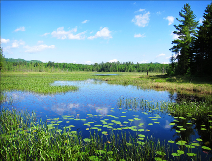 Adirondack Wetlands:  Lily pads on Heron Marsh at the Paul Smiths VIC